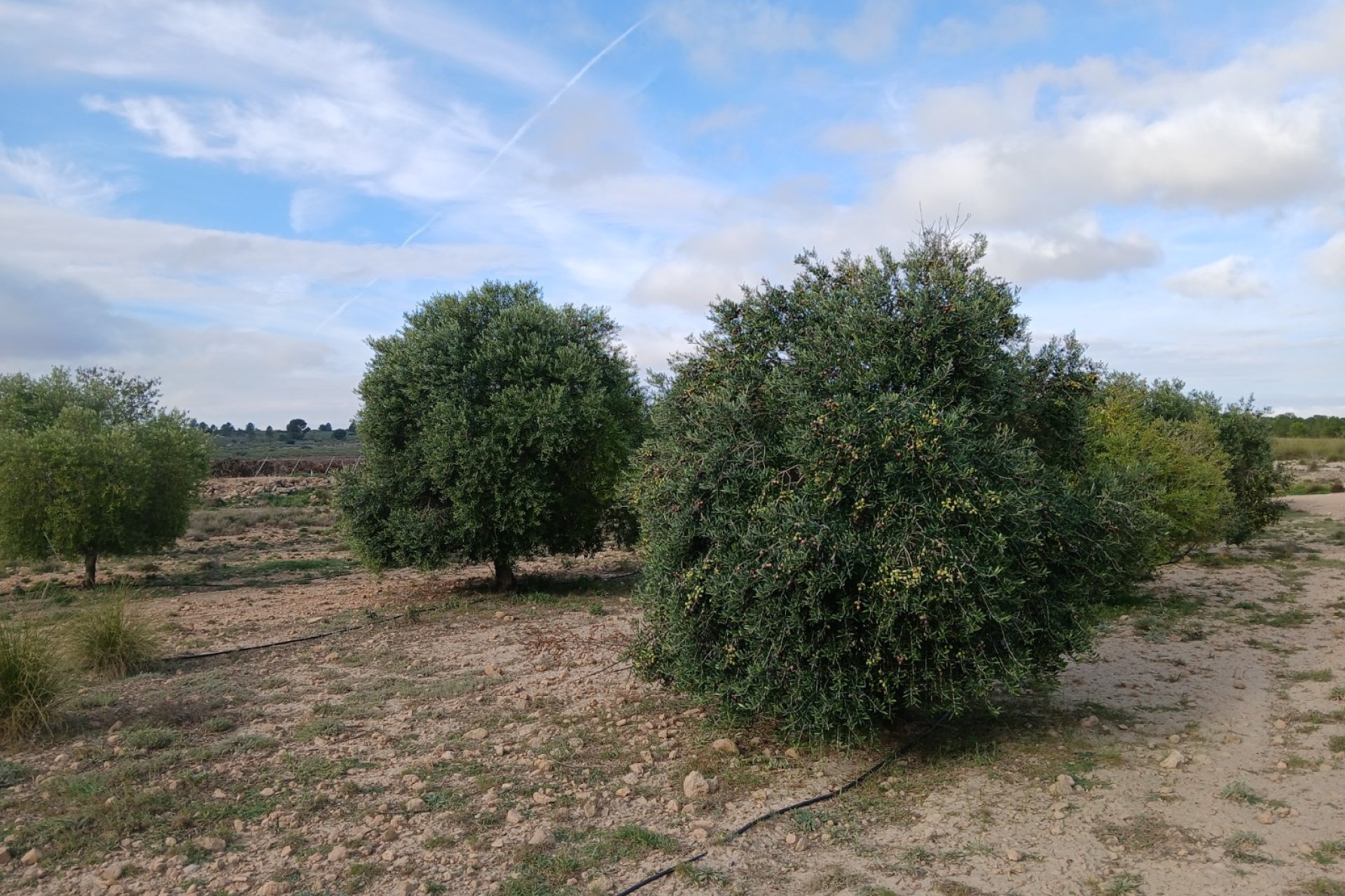 Resale - Plot / Land - Yecla