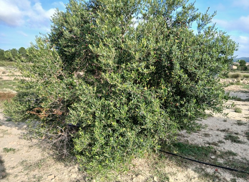 Resale - Plot / Land - Yecla