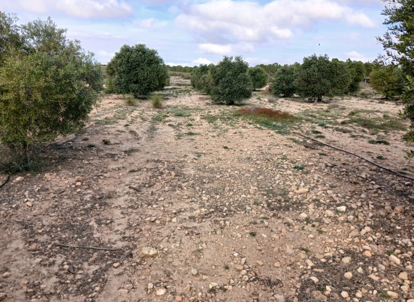 Resale - Plot / Land - Yecla