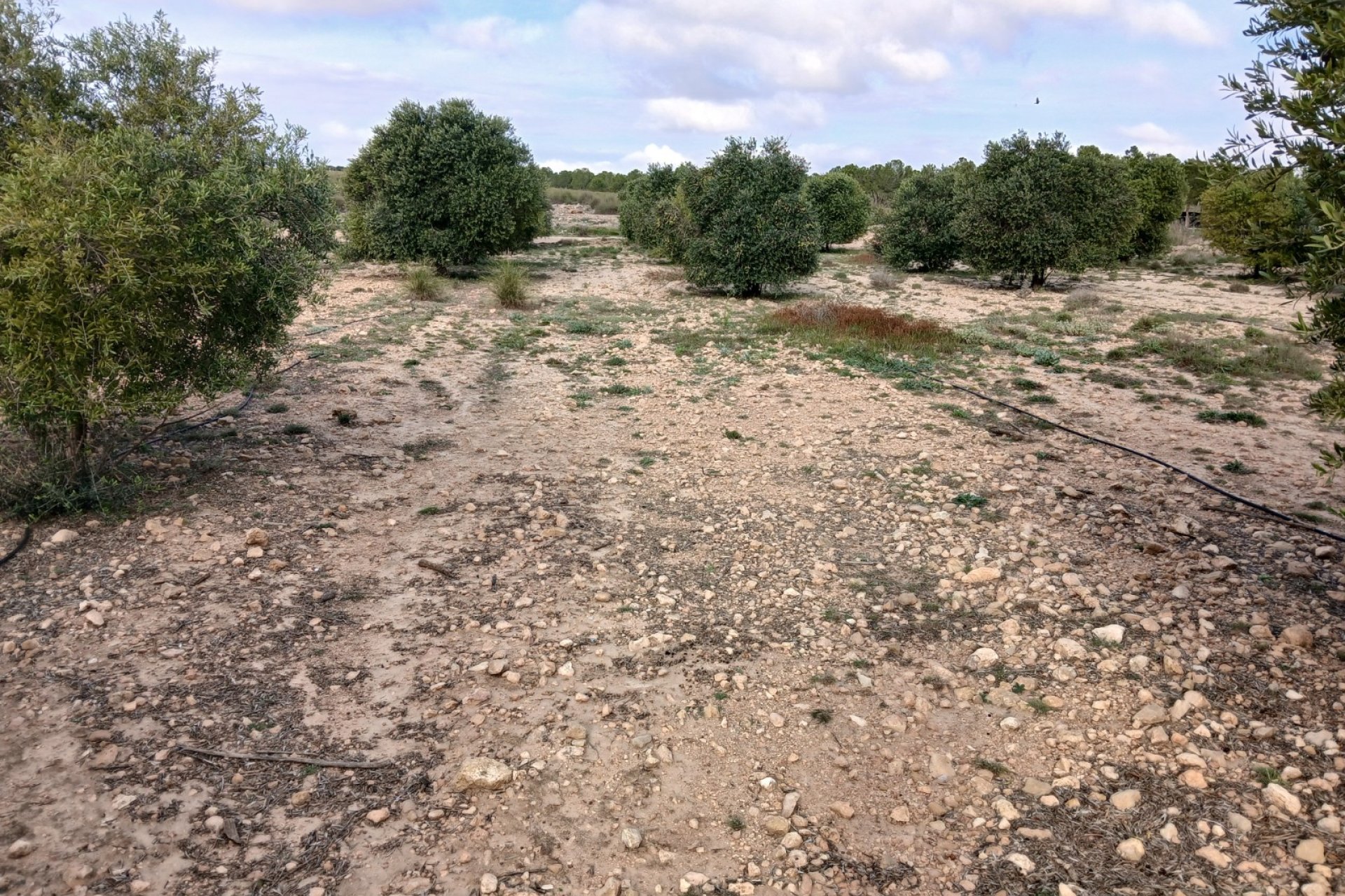 Resale - Plot / Land - Yecla