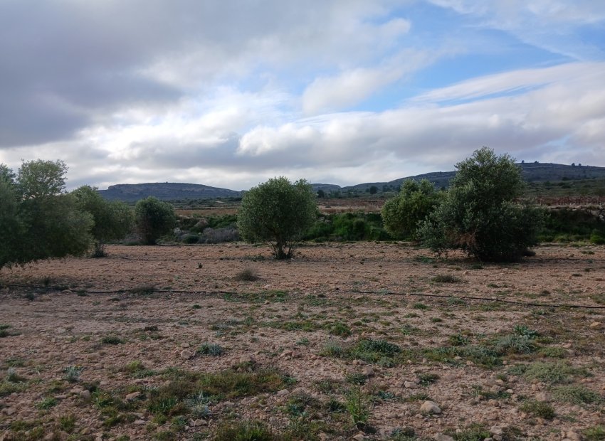 Resale - Plot / Land - Yecla