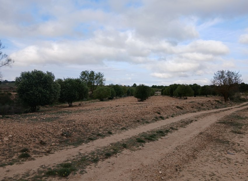 Resale - Plot / Land - Yecla
