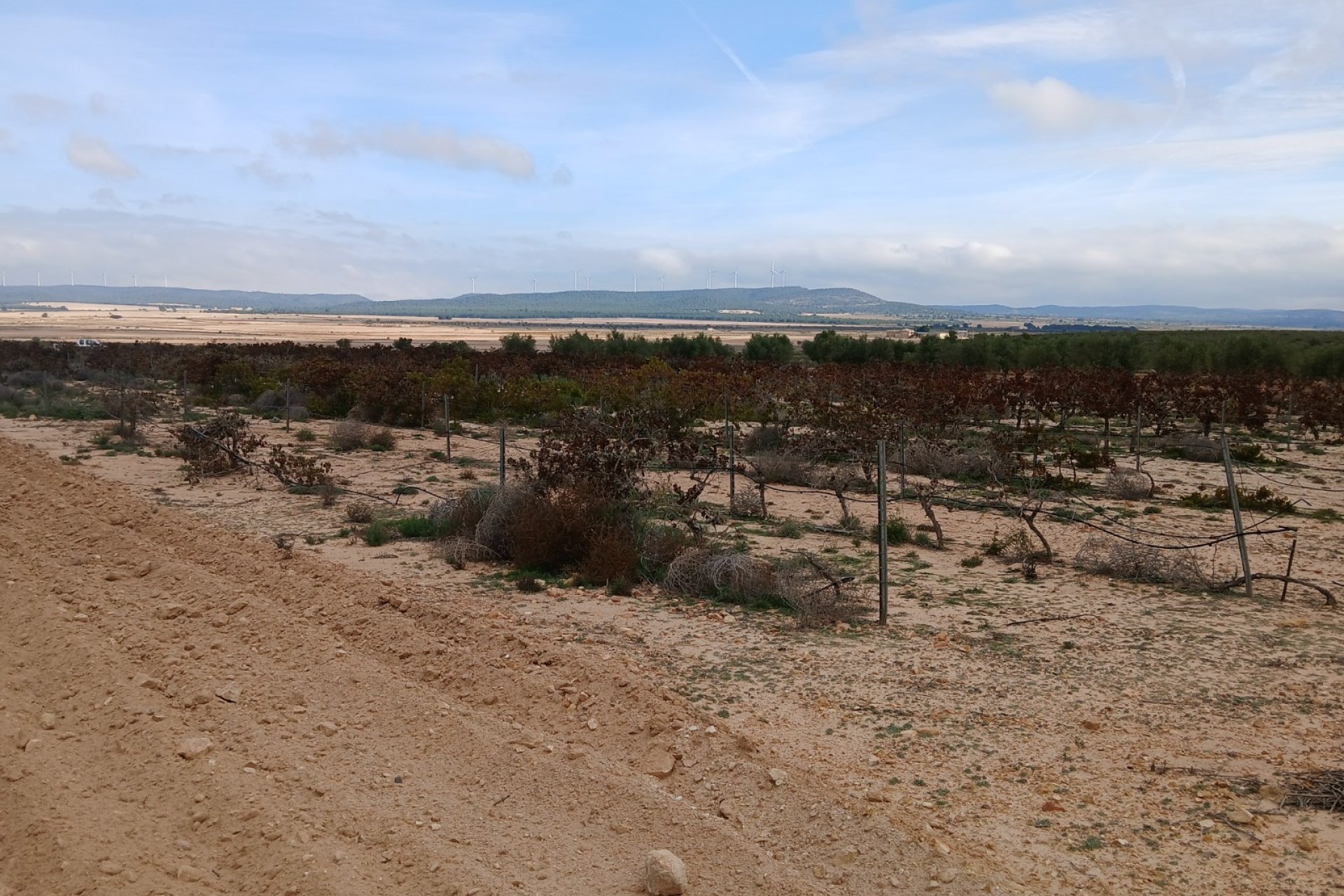 Resale - Plot / Land - Yecla