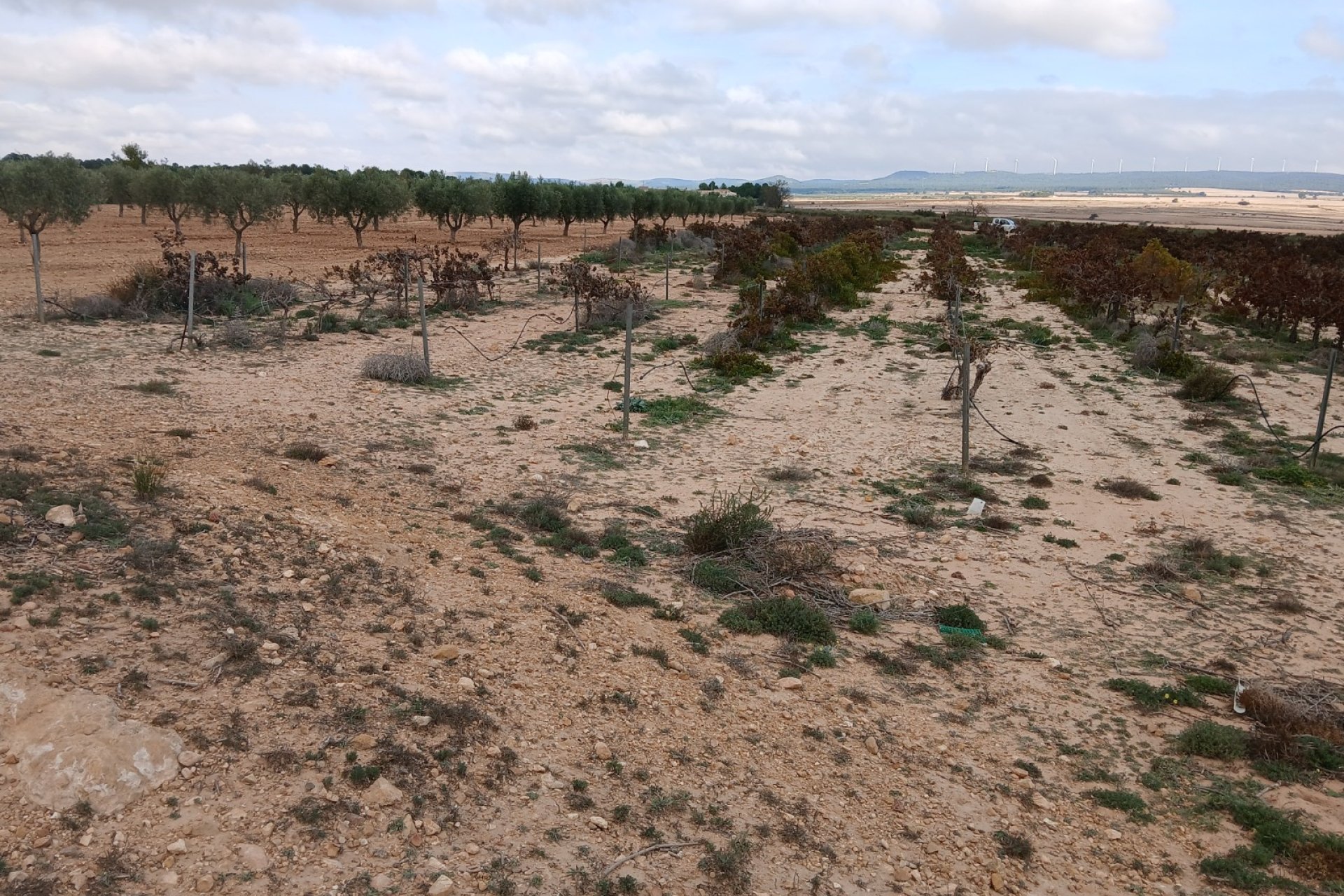 Resale - Plot / Land - Yecla