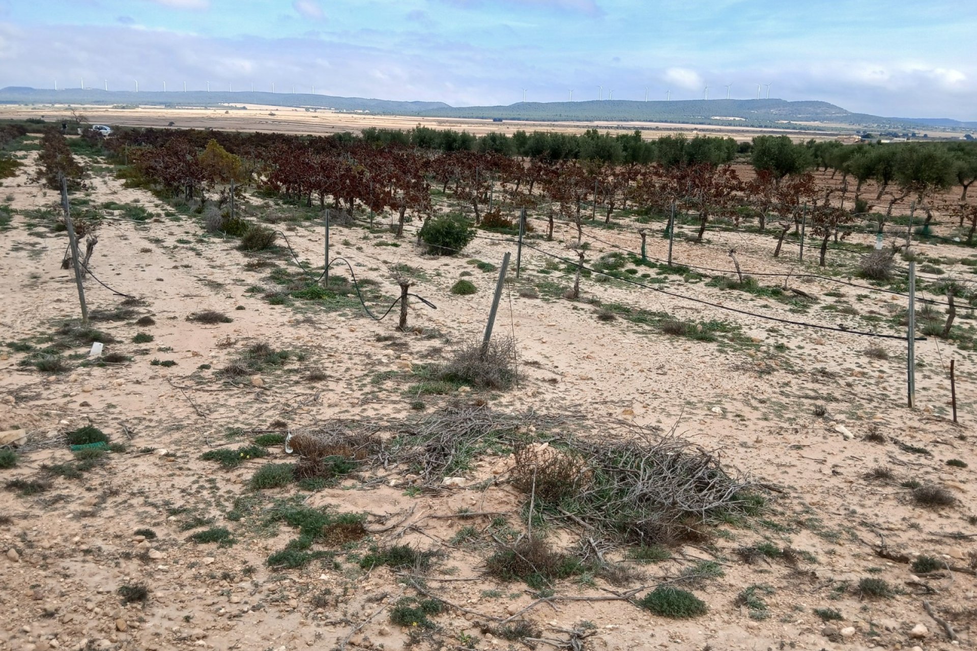 Resale - Plot / Land - Yecla