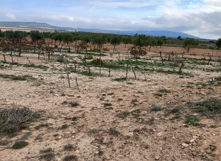 Resale - Plot / Land - Yecla