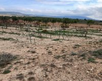 Resale - Plot / Land - Yecla