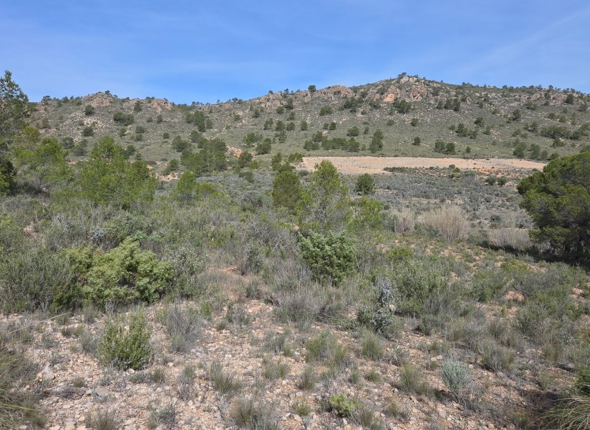 Resale - Plot / Land - Yecla