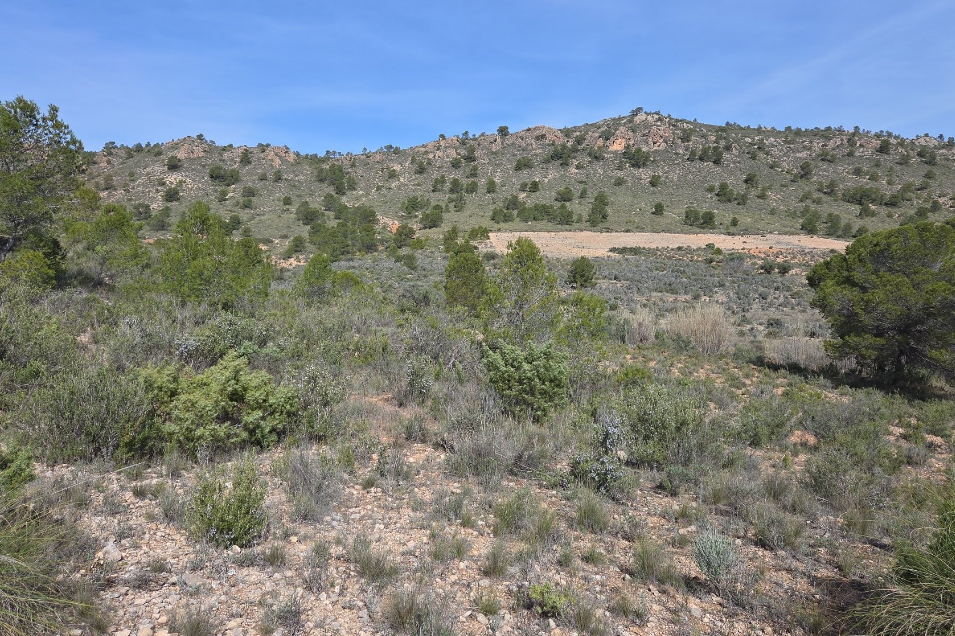 Resale - Plot / Land - Yecla