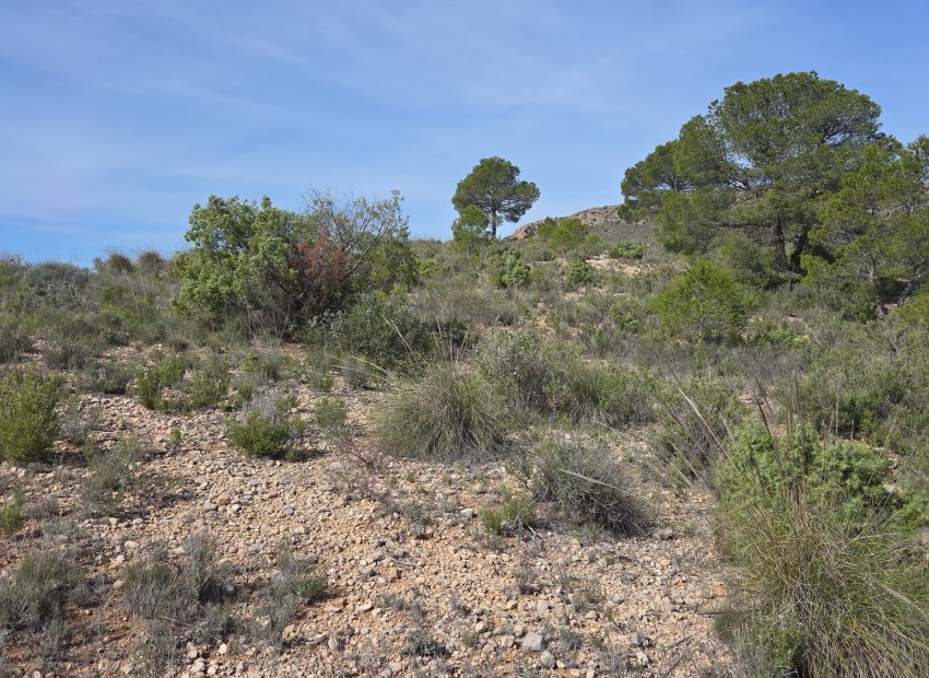 Resale - Plot / Land - Yecla