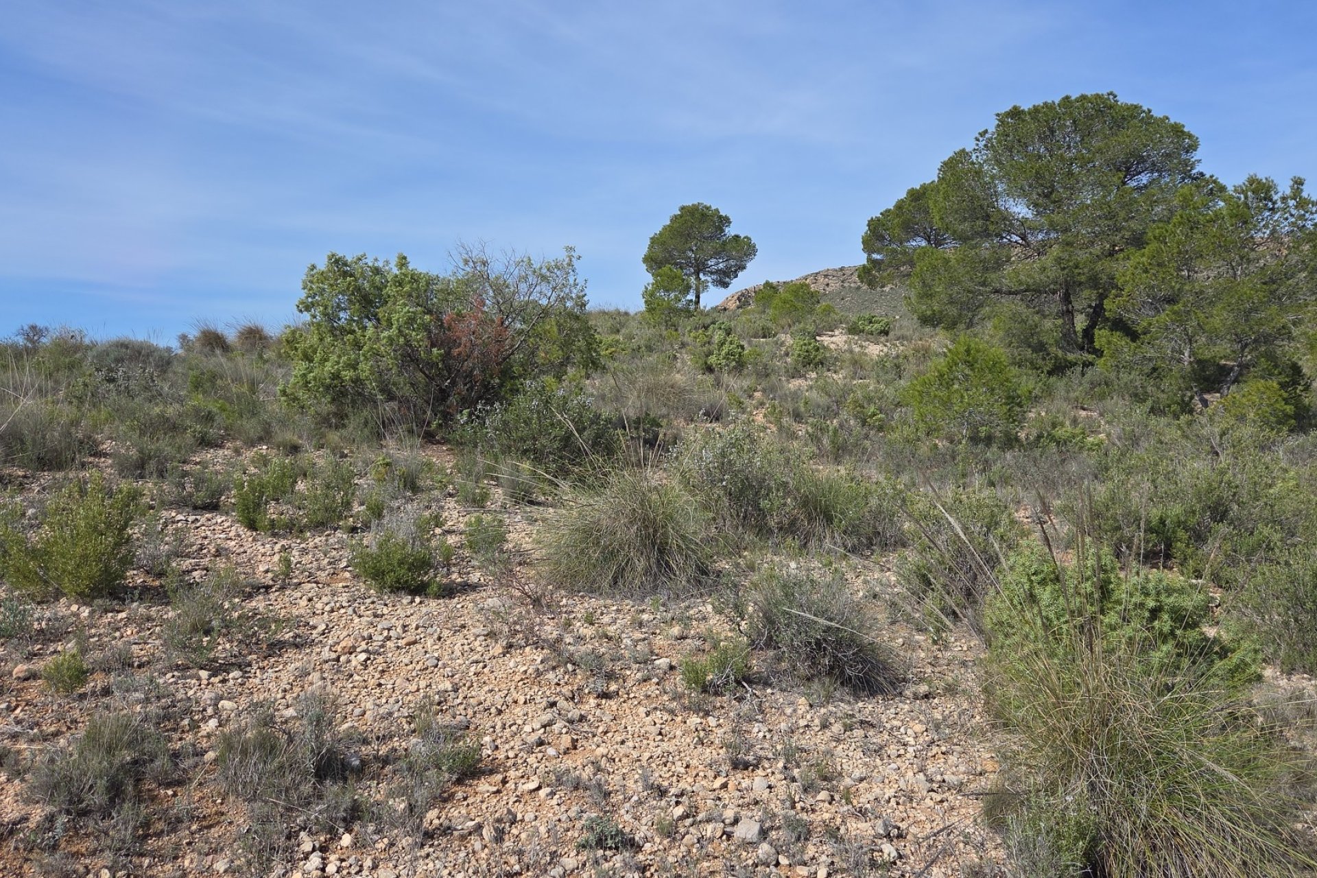 Resale - Plot / Land - Yecla