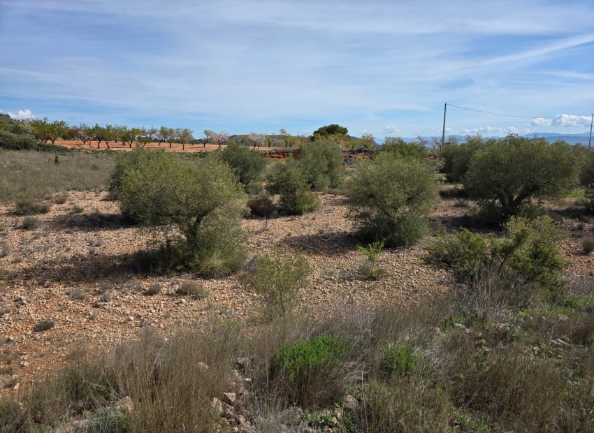 Resale - Plot / Land - Yecla