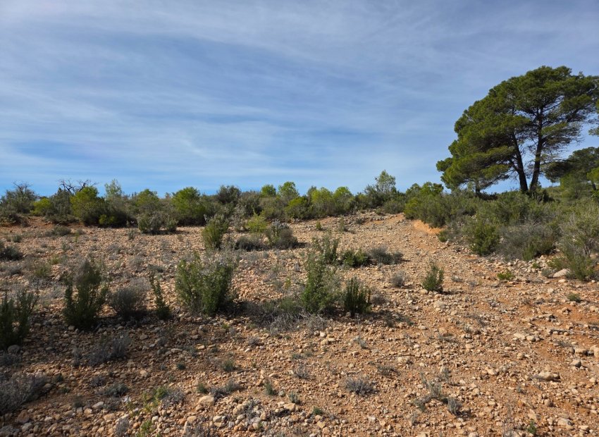 Resale - Plot / Land - Yecla