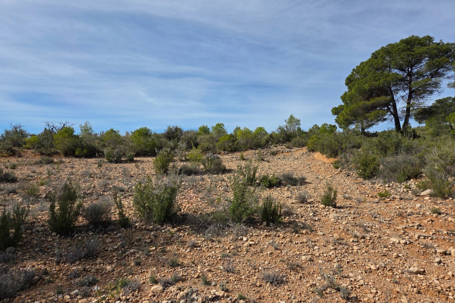 Resale - Plot / Land - Yecla