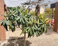 Resale - Villa - Benidorm