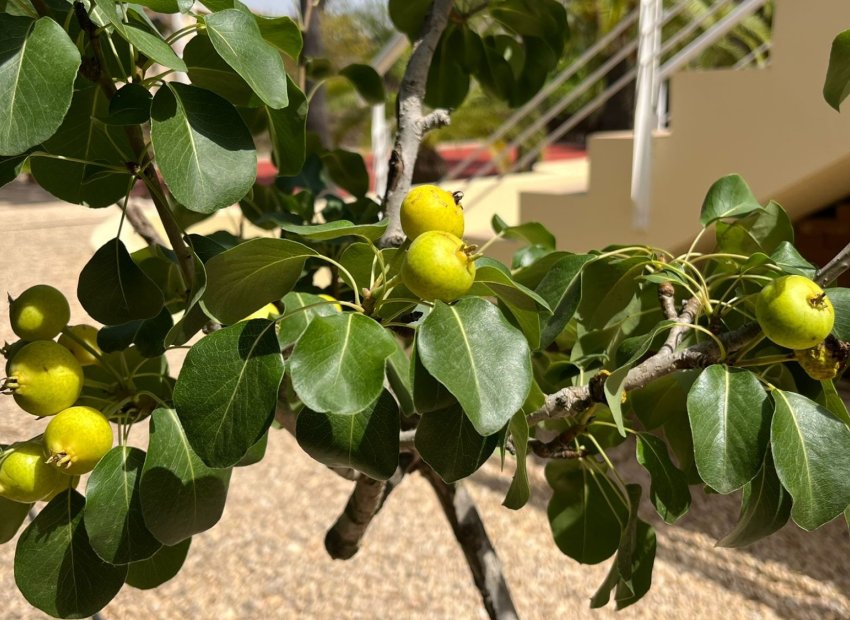 Resale - Villa - Benidorm