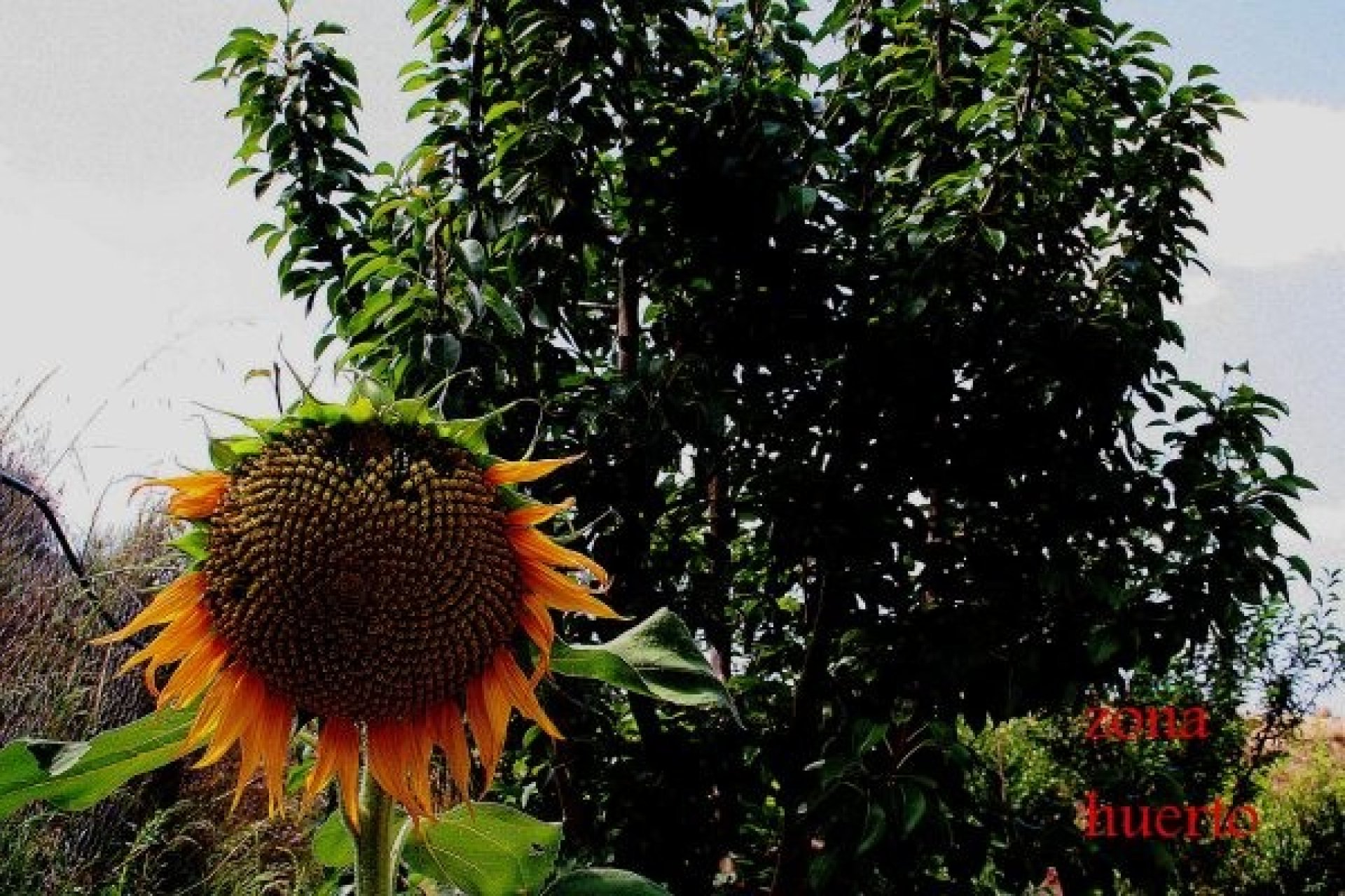 Resale - Villa - Gea Truyols - Gea y Trujols