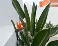 Resale - Villa - Torrevieia - Los Balcones