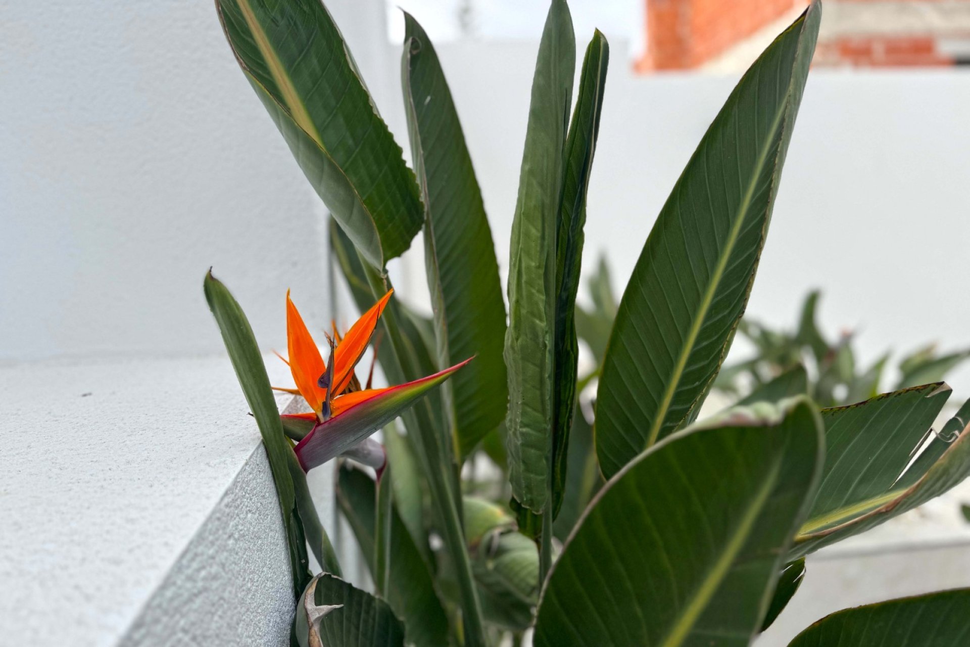 Resale - Villa - Torrevieia - Los Balcones