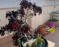 Reventa - Apartamento / piso - Orihuela Costa - Los Altos