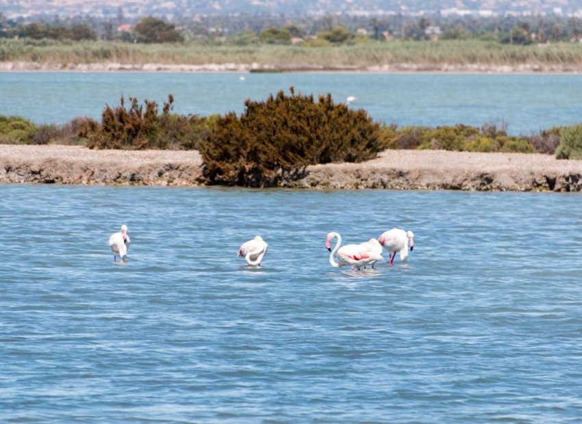 Reventa - Apartamento / piso - Torrevieia - La Mata