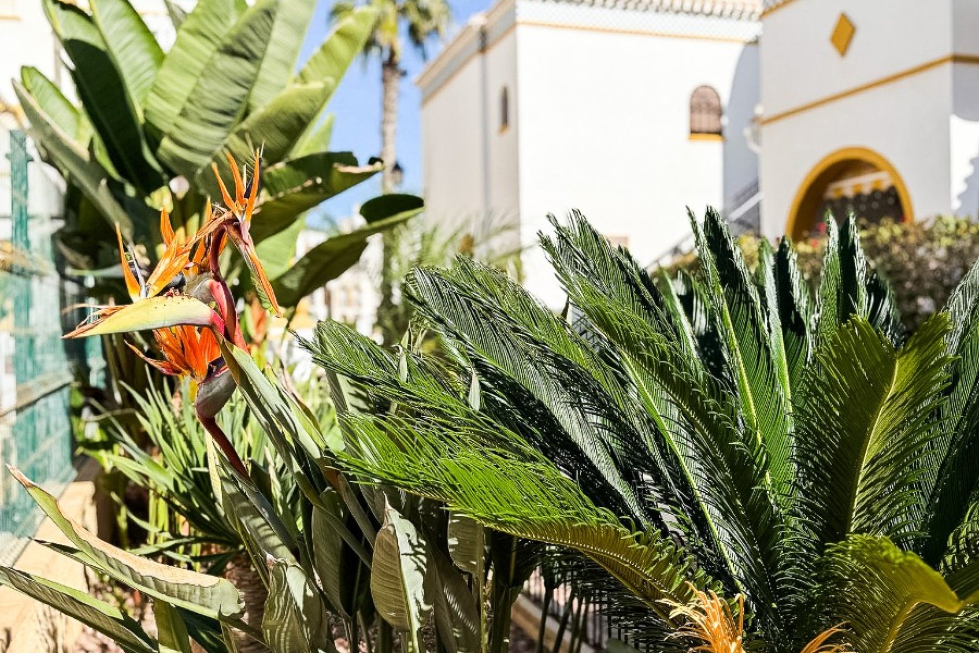 Reventa - Apartamento / piso - Torrevieia - La Mata