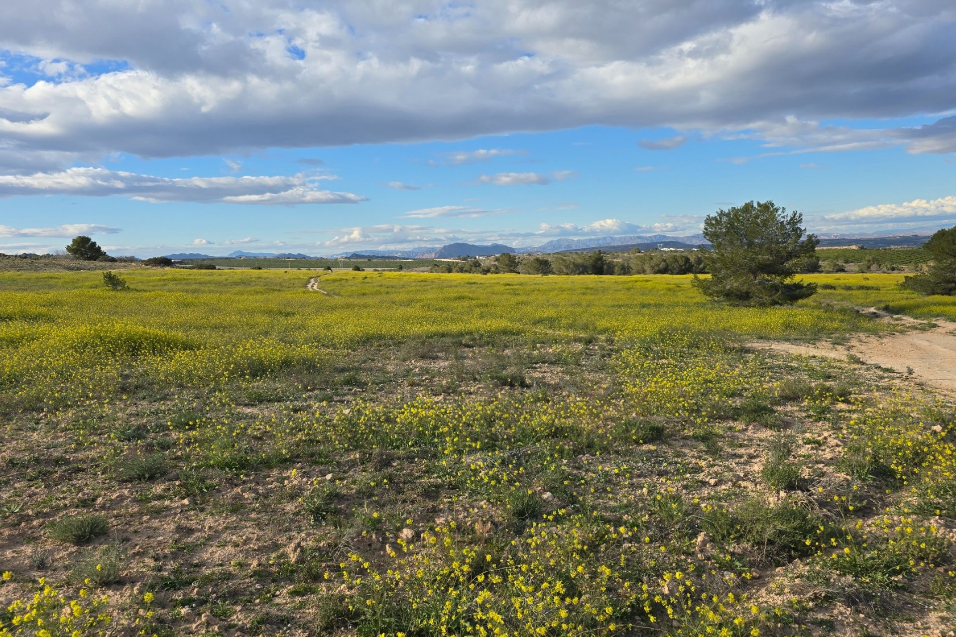 Reventa - Apartments - Flats - Orihuela Costa