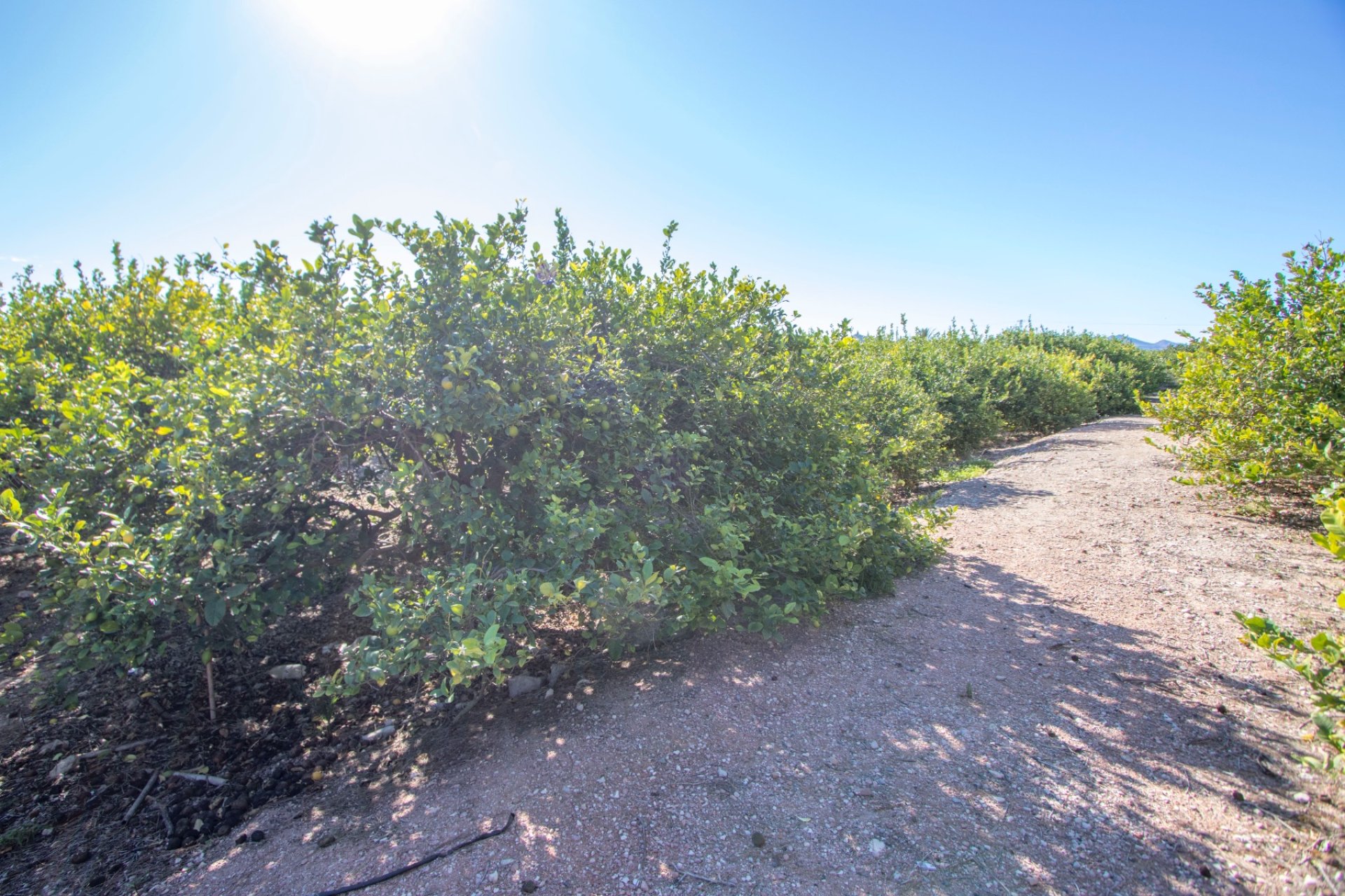 Reventa - Country House - Alicante