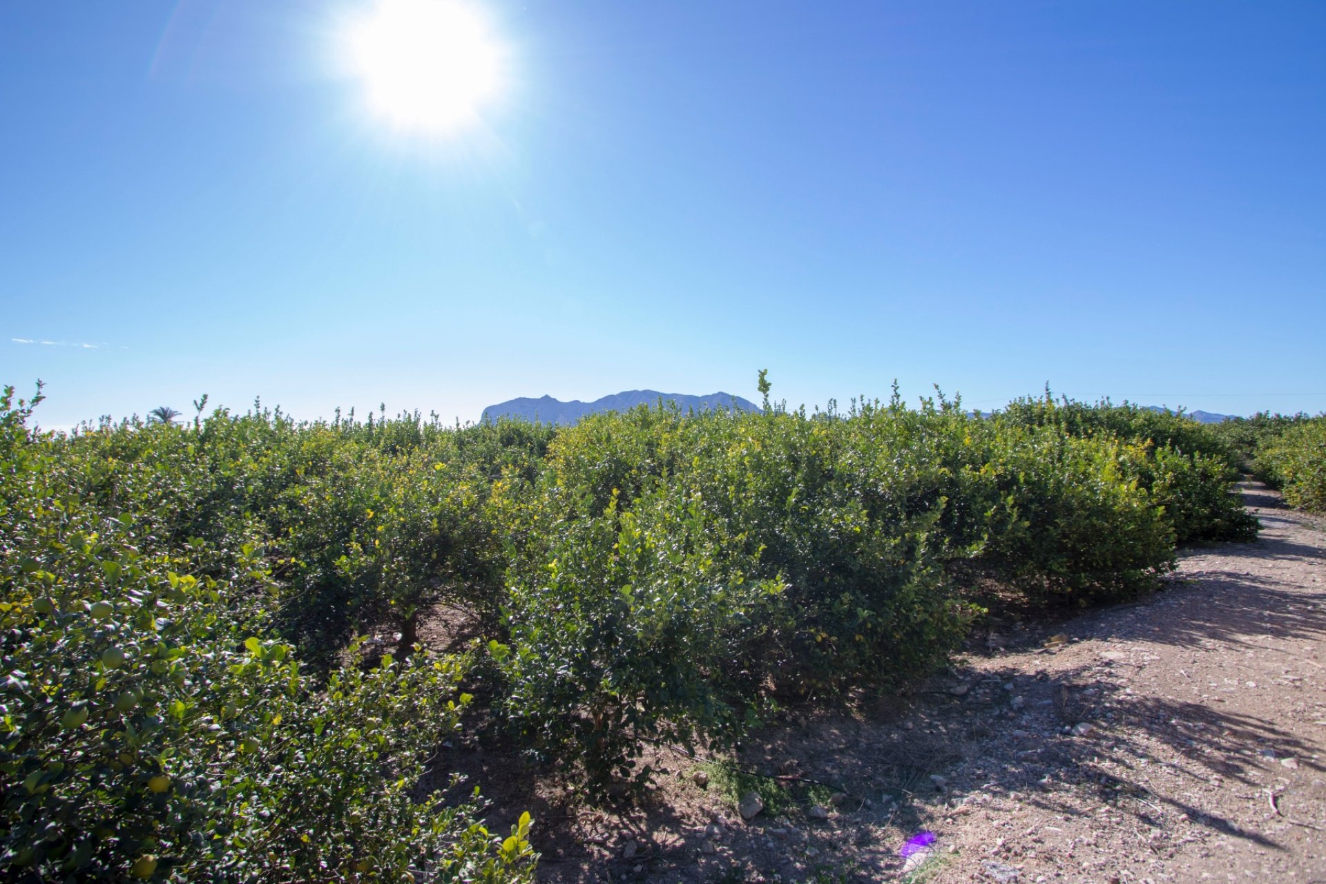 Reventa - Country House - Alicante