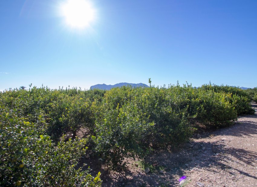 Reventa - Country House - Alicante