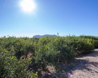 Reventa - Country House - Alicante