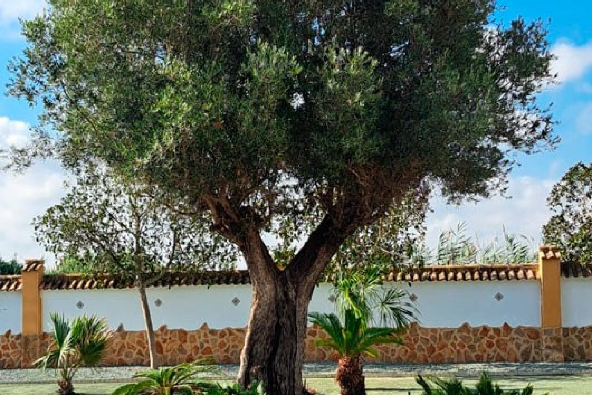 Reventa - Country House - Catral - Catral - Country