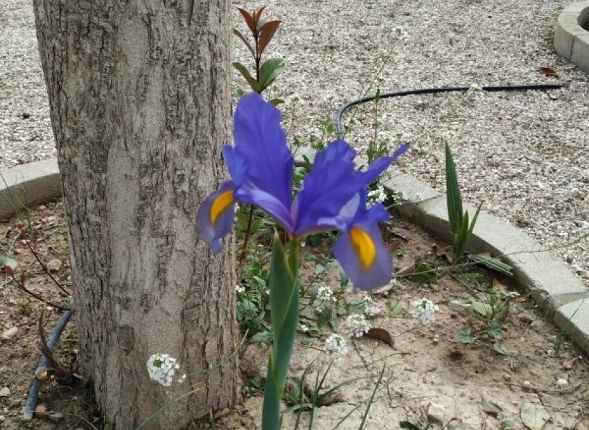 Reventa - Country House - Crevillente