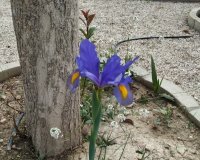 Reventa - Country House - Crevillente