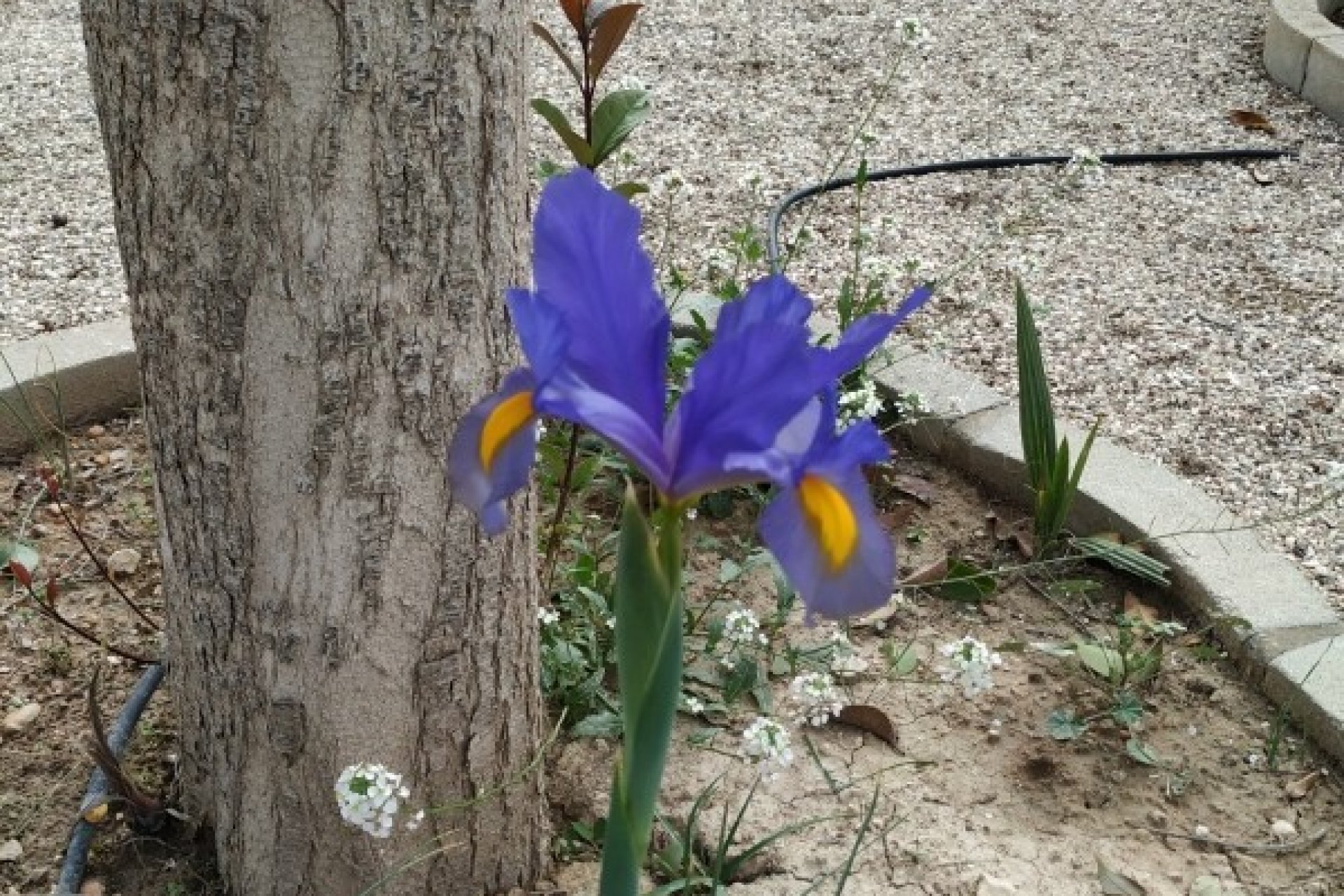 Reventa - Country House - Crevillente