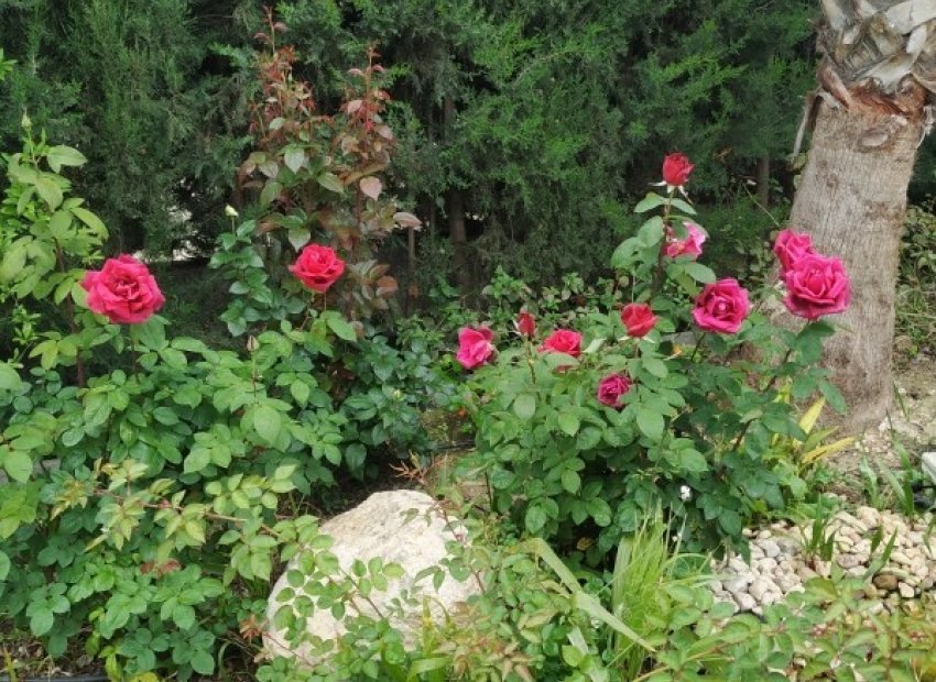 Reventa - Country House - Crevillente