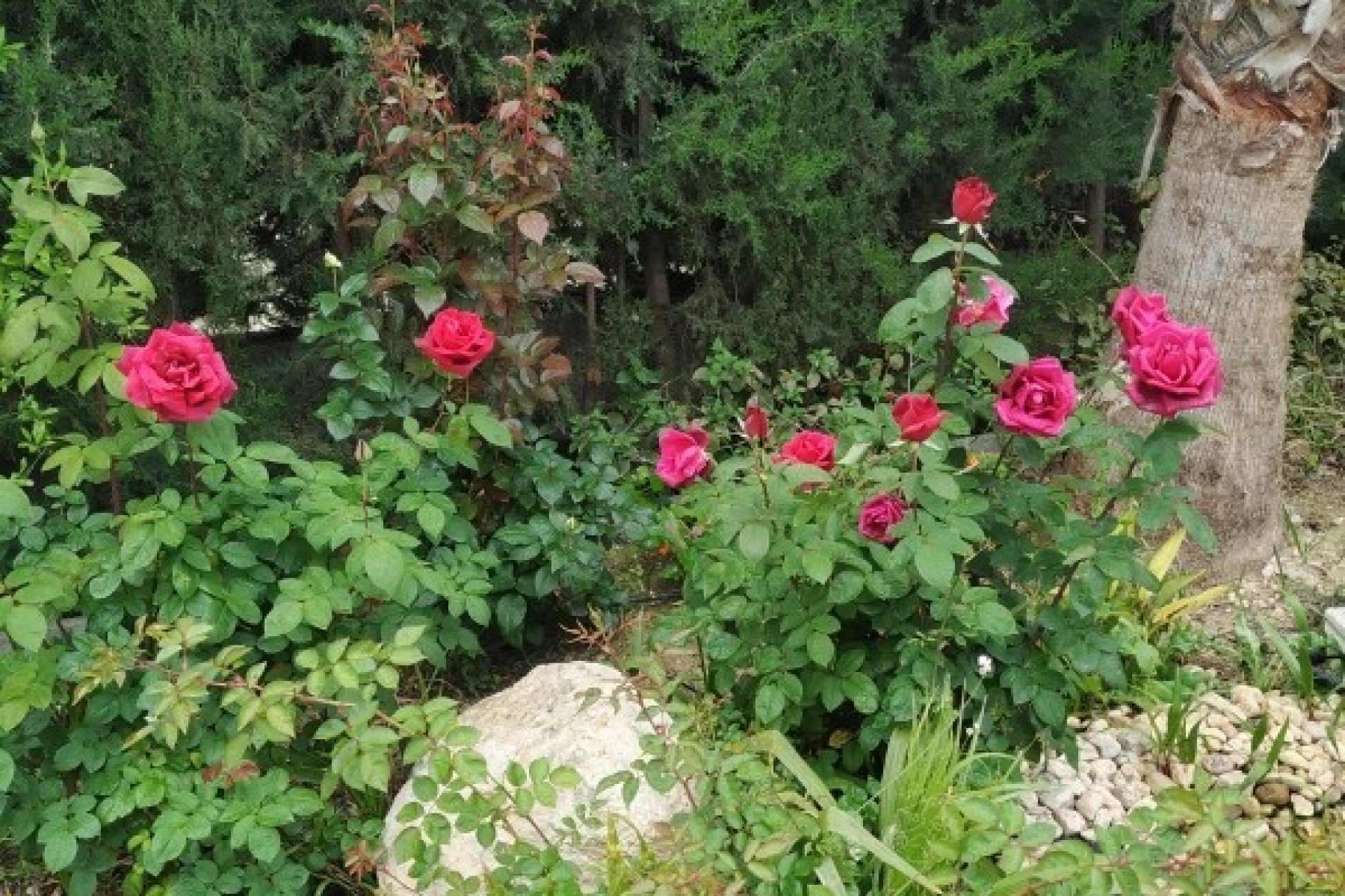 Reventa - Country House - Crevillente