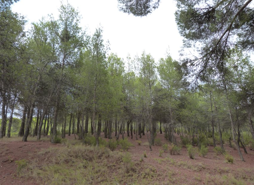 Reventa - Country House - Ibi - Ibi - Country