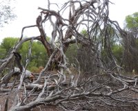 Reventa - Country House - Ibi - Ibi - Country