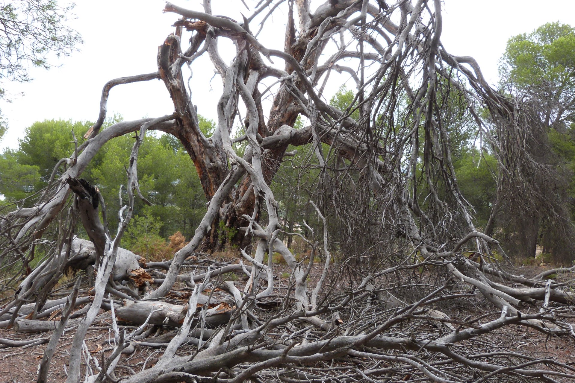 Reventa - Country House - Ibi - Ibi - Country