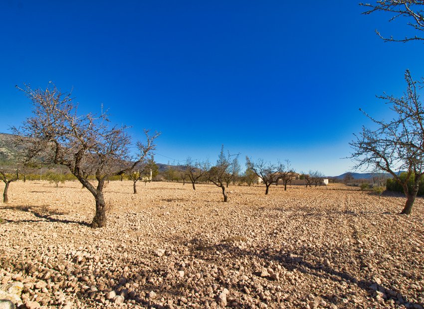 Reventa - Country House - Pinoso