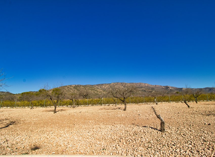 Reventa - Country House - Pinoso