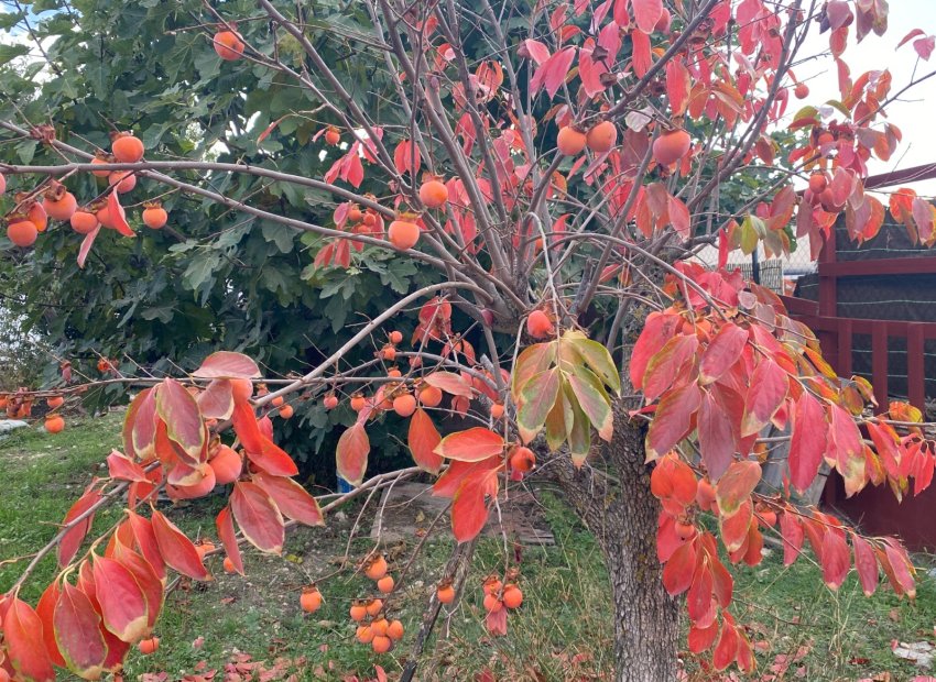 Reventa - Country House - Sax