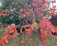 Reventa - Country House - Sax