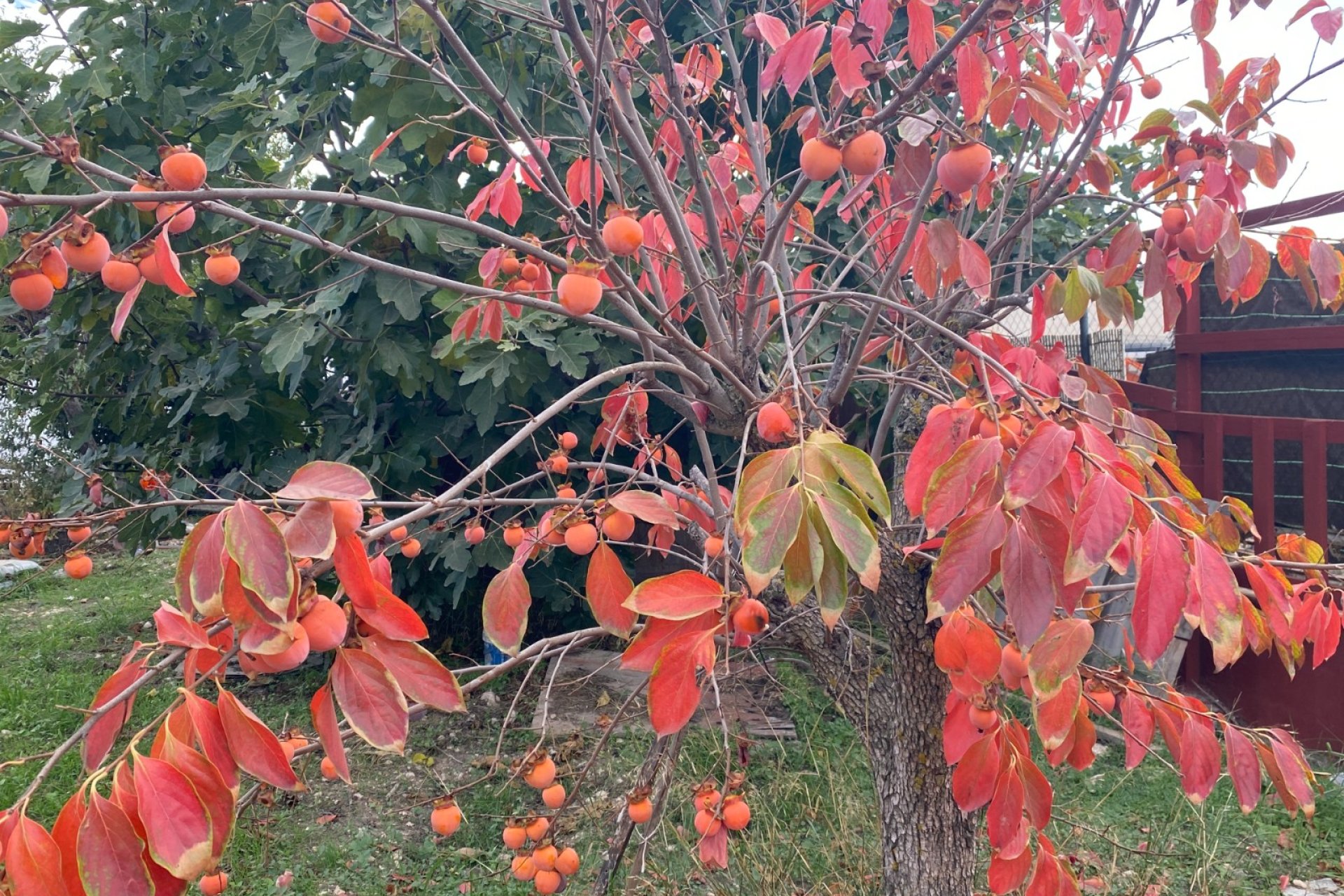 Reventa - Country House - Sax