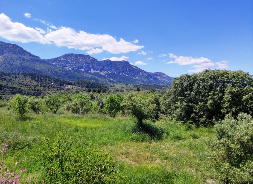 Reventa - Parcela / Terreno - Benimassot