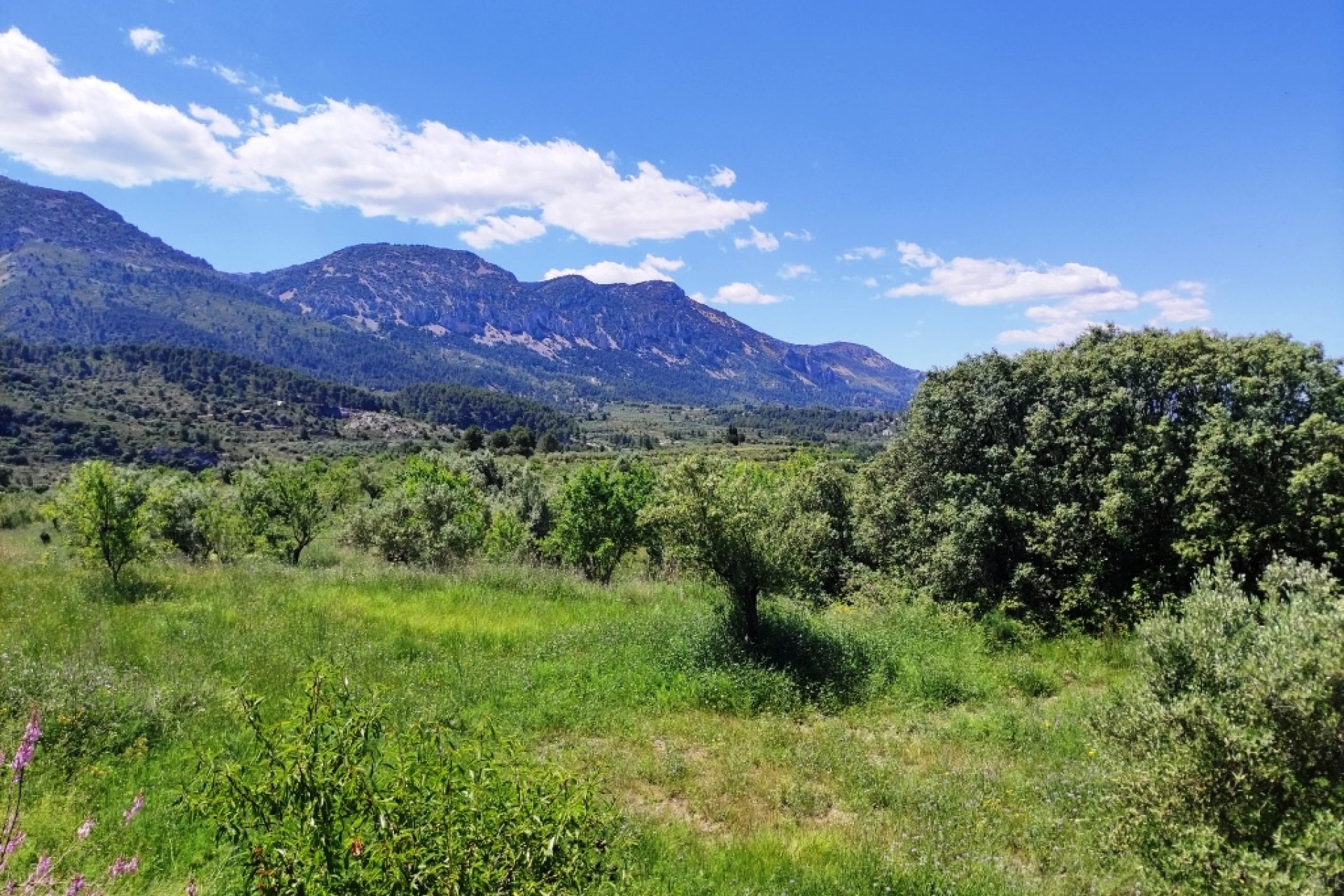 Reventa - Parcela / Terreno - Benimassot