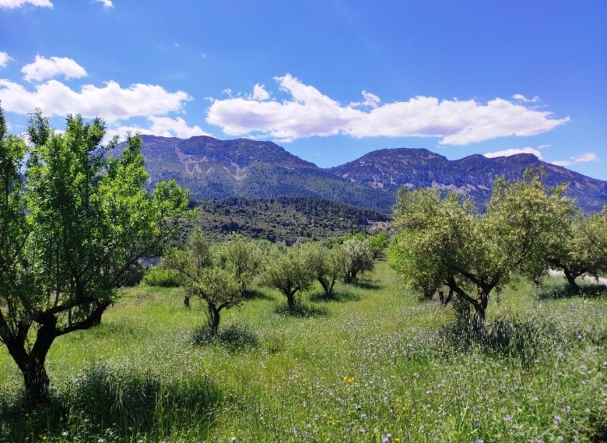 Reventa - Parcela / Terreno - Benimassot