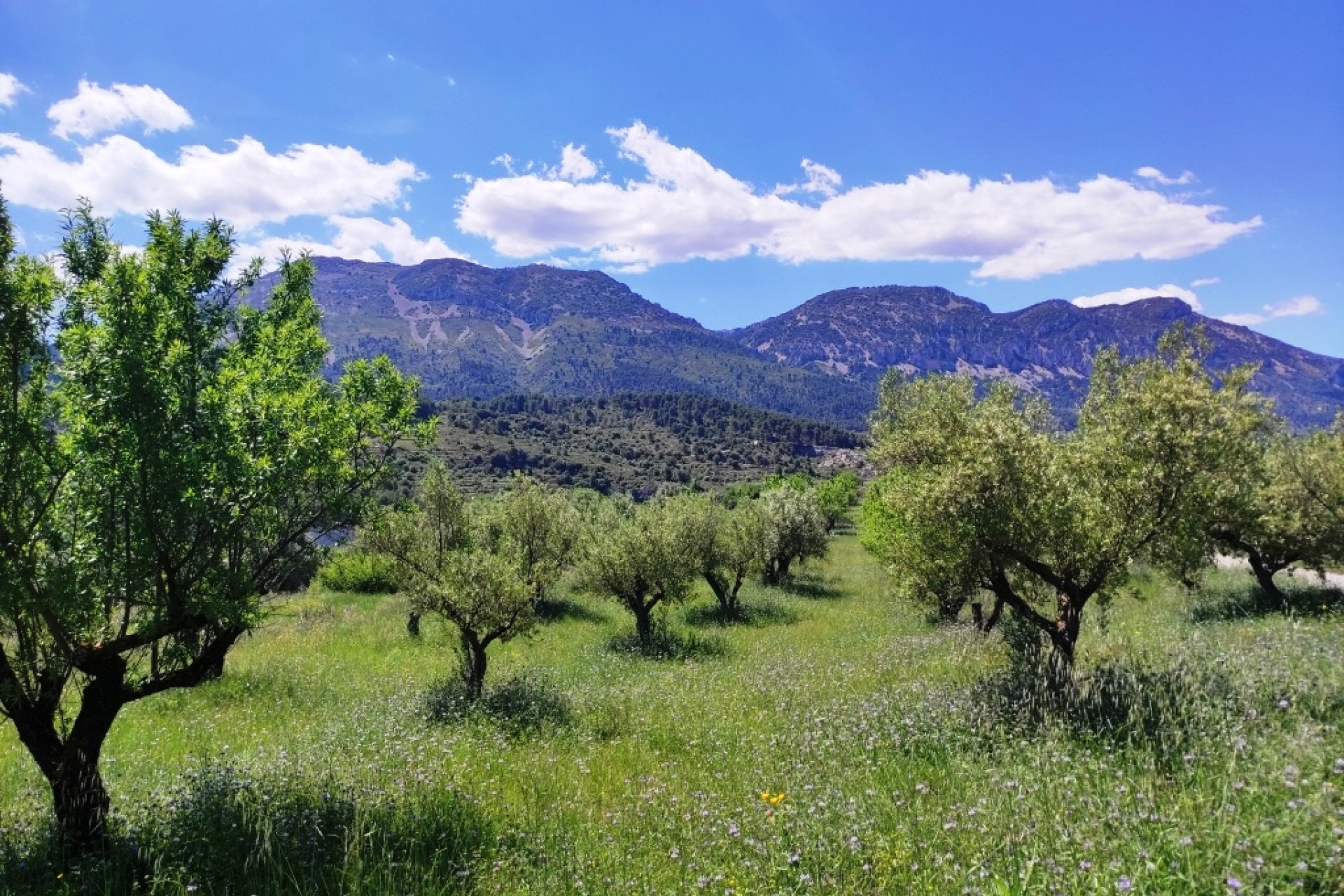 Reventa - Parcela / Terreno - Benimassot