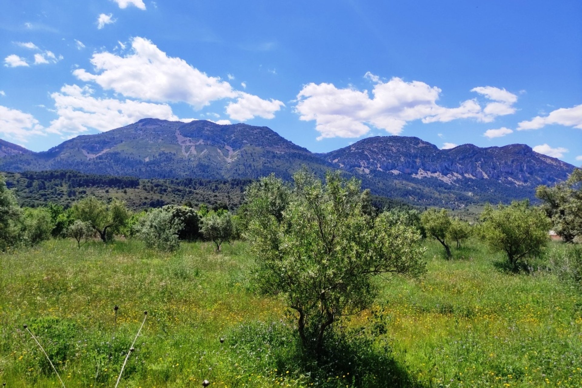Reventa - Parcela / Terreno - Benimassot